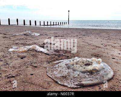 Des dizaines de méduses canon géant échoué sur la plage de Teignmouth Banque D'Images