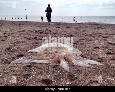 Des dizaines de méduses canon géant échoué sur la plage de Teignmouth Banque D'Images