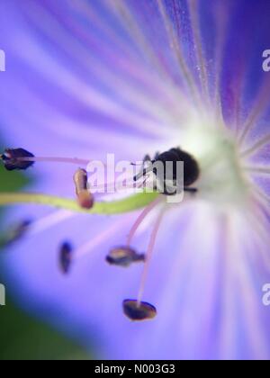 Météo Royaume-uni insectes dans le West Yorkshire - comme le beau temps continue les insectes continuent à profiter du soleil. Ce coléoptère est un pollinisateurs hardy géranium. Prises le 2 juillet 2015 dans le West Yorkshire. Banque D'Images