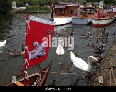 Henley-on-Thames, Oxfordshire RG1BE, UK. 22 juillet, 2015. Les cygnes de l'absence de l'équipage pendant la surenchère Swan Swan Cérémonie annuelle de surenchère. Swan augmenter est le recensement des reines les cygnes. 22 JUILLET 15. HENLEY ON THAMES, Royaume-Uni Crédit : Michael Winters/StockimoNews/Alamy Live News Banque D'Images