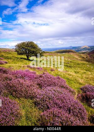 27 août 2015. La lande de bruyère sur le long Mynd, partie de la Shropshire Hills Région d'une beauté naturelle près de Church Stretton, Shropshire, England, UK Banque D'Images
