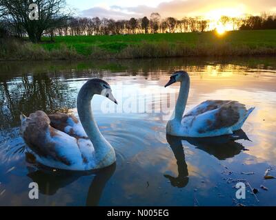 Météo France 29 Décembre. Joli lever de soleil sur le canal à Liverpool et Leeds Adlington dans le Lancashire aux cygnes en premier plan Banque D'Images