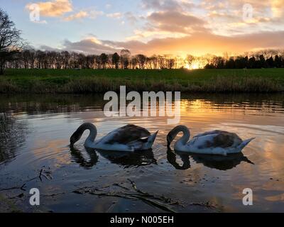 Météo France 29 Décembre. Joli lever de soleil sur le canal à Liverpool et Leeds Adlington dans le Lancashire aux cygnes en premier plan Banque D'Images