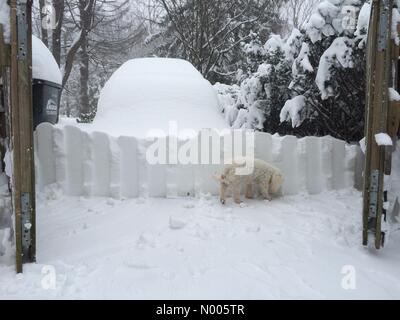 Washington DC, USA . Samedi, Janvier 23, 2016, Washington, DC, USA : chute de neige record dans la capitale du pays. Jusqu'à 30 pouces crédit escompté : B Christopher / StockimoNews/Alamy Live News Banque D'Images