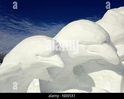 Le Minnesota, USA. 29 janvier, 2016. Les dauphins sculptés dans la neige à la compétition de sculpture de neige à St Paul, Minnesota. Crédit : Gina Easley / StockimoNews/Alamy Live News Banque D'Images