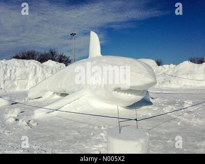 Le Minnesota, USA. 29 janvier, 2016. Un requin géant taillé dans la neige au carnaval de saint Paul dans le Minnesota. Crédit : Gina Easley / StockimoNews/Alamy Live News Banque D'Images