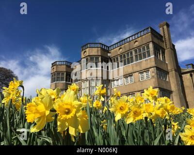 UK Weather sunny dimanche après-midi à Astley Park à Chorley, Lancashire. Les jonquilles en face d'Astley Hall Banque D'Images