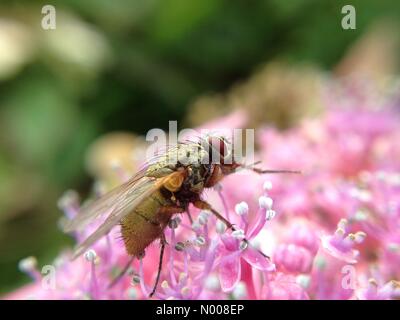 UK weather sunny day in Leeds - une journée ensoleillée au Golden Acre Park à Leeds, West Yorkshire avait toutes sortes d'insectes pollinisent les fleurs. Cette mouche était sur un hortensia. Prises le 30 août 2016. Banque D'Images