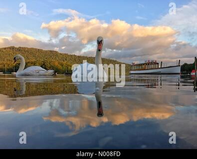 UK Météo : soleil du matin à Bowness-on-Windermere. Swan reflété dans le lac Windermere Banque D'Images