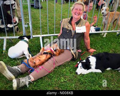 Kingsey Rd, Thame, UK. 15 Sep, 2016. Un chien trouve le meilleur endroit pour avoir un saut au cours de la juger d'Scruffts meilleur sauvetage au pays et cheval Thame show. Cet événement d'une journée les occupe avec beaucoup de chevaux et de chiens. Credit : Sidney Bruere/StockimoNews/Alamy Live News Banque D'Images