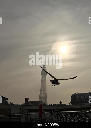 UK : Météo Soleil voilé et sea mist à Blackpool. Mouette voler en face de la tour de Blackpool. Banque D'Images