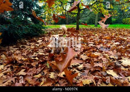 S à pied, Oxford, UK. 06 Nov, 2016. Météo britannique. Un chien aime jouer dans les feuilles qui tombent dans l'Université d'Oxford Parcs nationaux. Credit : Sidney Bruere/StockimoNews/Alamy Live News Banque D'Images