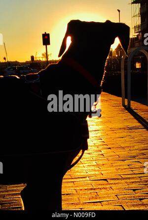Goodhart Pl, Londres, Royaume-Uni. 29 Nov, 2016. Un chien saluki regardant un coucher de soleil spectaculaire, l'automne faible dans Limehouse, Londres, Royaume-Uni. (Météo, UK) Crédit : Glenn Sontag/StockimoNews/Alamy Live News Banque D'Images