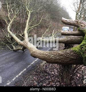 UK - Storm Doris - Knighton Powys Pays de Galles un arbre tombé bloque l'A488 route entre Knighton et d'Oisans Shropshire sur Le Pays de Galles Angleterre frontière. Banque D'Images