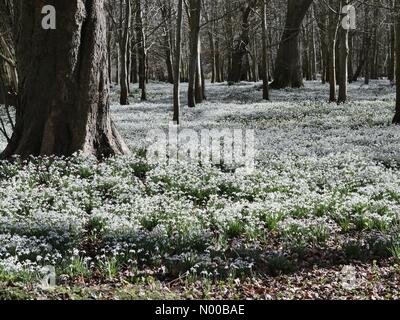 Perce-neige à Welford Park West Berkshire. Welford Park ouvre ses portes au public chaque printemps, afin de recueillir des fonds pour la charité. Banque D'Images