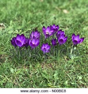 Hambledon Road, Godalming, UK. Le 05 Mar, 2017. UK : Météo nuageux à Godalming. Hambledon Road, Godalming. 5e mars 2017. Soleil et gratuites dans tout le pays d'accueil aujourd'hui. Les crocus de printemps dans un jardin de plus en plus à Godalming, Surrey. /StockimoNews jamesjagger : Crédit/Alamy Live News Banque D'Images