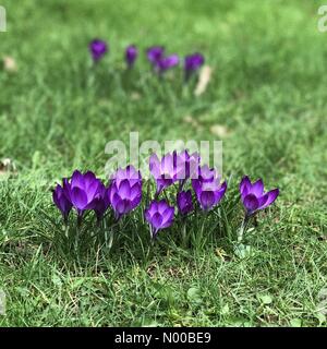 Hambledon Road, Godalming, UK. Le 05 Mar, 2017. UK : Météo nuageux à Godalming. Hambledon Road, Godalming. 5e mars 2017. Soleil et gratuites dans tout le pays d'accueil aujourd'hui. Les crocus de printemps dans un jardin de plus en plus à Godalming, Surrey. /StockimoNews jamesjagger : Crédit/Alamy Live News Banque D'Images