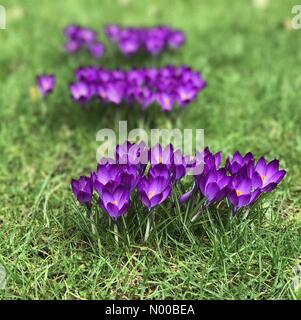 Hambledon Road, Godalming, UK. Le 05 Mar, 2017. UK : Météo nuageux à Godalming. Hambledon Road, Godalming. 5e mars 2017. Soleil et gratuites dans tout le pays d'accueil aujourd'hui. Les crocus de printemps dans un jardin de plus en plus à Godalming, Surrey. /StockimoNews jamesjagger : Crédit/Alamy Live News Banque D'Images