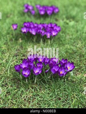 Hambledon Road, Godalming, UK. Le 05 Mar, 2017. UK : Météo nuageux à Godalming. Hambledon Road, Godalming. 5e mars 2017. Soleil et gratuites dans tout le pays d'accueil aujourd'hui. Les crocus de printemps dans un jardin de plus en plus à Godalming, Surrey. /StockimoNews jamesjagger : Crédit/Alamy Live News Banque D'Images