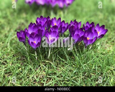 Hambledon Road, Godalming, UK. Le 05 Mar, 2017. UK : Météo nuageux à Godalming. Hambledon Road, Godalming. 5e mars 2017. Soleil et gratuites dans tout le pays d'accueil aujourd'hui. Les crocus de printemps dans un jardin de plus en plus à Godalming, Surrey. /StockimoNews jamesjagger : Crédit/Alamy Live News Banque D'Images