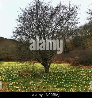 Célèbre jonquilles sauvages en pleine floraison à Dunsford woods, Devon, UK Banque D'Images