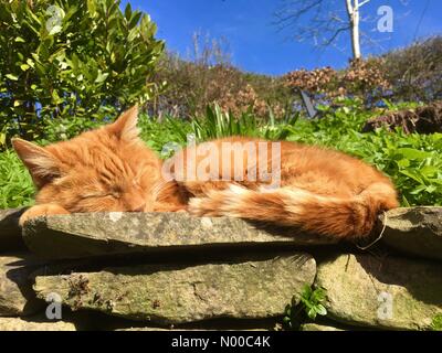 Chaud Soleil Titley Herefordshire- molle le gingembre prend une sieste dans le chaud soleil du printemps. Banque D'Images