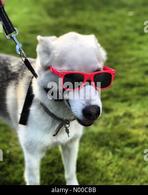 Busbridge Ln, Godalming, UK. 09Th avr, 2017. UK Météo : soleil du printemps à Godalming. Busbridge Ln, Godalming. Le 2 avril 2017. Conditions de haute pression a chaud et ensoleillé à la Home Counties. Un Husky Sibérien à Godalming. /StockimoNews jamesjagger : Crédit/Alamy Live News Banque D'Images