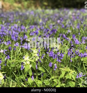 Littleford Ln, Guildford, Royaume-Uni. Apr 21, 2017. Météo France : Nuageux Wonersh. Wonersh, commune de Blackheath. 21 avril 2017. Météo anticyclonique a haute pression à la couverture nuageuse Home Counties aujourd'hui. Bluebells de Wonersh à Surrey. /StockimoNews jamesjagger : Crédit/Alamy Live News Banque D'Images