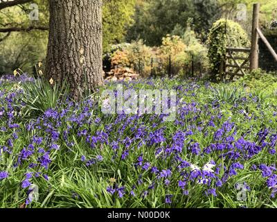 Littleford Ln, Guildford, Royaume-Uni. Apr 21, 2017. Météo France : Nuageux Wonersh. Wonersh, commune de Blackheath. 21 avril 2017. Météo anticyclonique a haute pression à la couverture nuageuse Home Counties aujourd'hui. Bluebells de Wonersh à Surrey. /StockimoNews jamesjagger : Crédit/Alamy Live News Banque D'Images