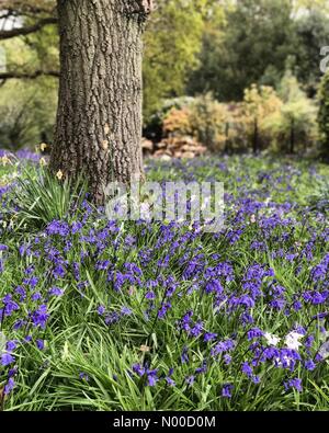 Littleford Ln, Guildford, Royaume-Uni. Apr 21, 2017. Météo France : Nuageux Wonersh. Wonersh, commune de Blackheath. 21 avril 2017. Météo anticyclonique a haute pression à la couverture nuageuse Home Counties aujourd'hui. Bluebells de Wonersh à Surrey. /StockimoNews jamesjagger : Crédit/Alamy Live News Banque D'Images