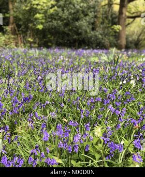 Littleford Ln, Guildford, Royaume-Uni. Apr 21, 2017. Météo France : Nuageux Wonersh. Wonersh, commune de Blackheath. 21 avril 2017. Météo anticyclonique a haute pression à la couverture nuageuse Home Counties aujourd'hui. Bluebells de Wonersh à Surrey. /StockimoNews jamesjagger : Crédit/Alamy Live News Banque D'Images