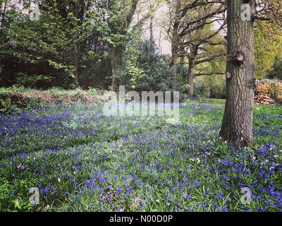 Littleford Ln, Guildford, Royaume-Uni. Apr 21, 2017. Météo France : Nuageux Wonersh. Wonersh, commune de Blackheath. 21 avril 2017. Météo anticyclonique a haute pression à la couverture nuageuse Home Counties aujourd'hui. Bluebells de Wonersh à Surrey. /StockimoNews jamesjagger : Crédit/Alamy Live News Banque D'Images