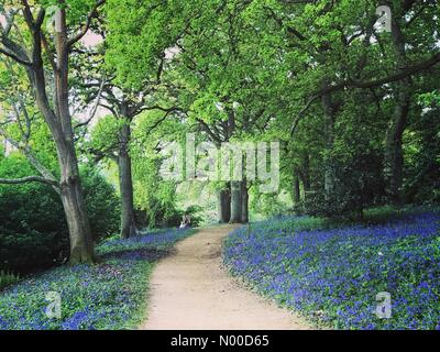 Thorncombe St, Guildford, Royaume-Uni. Apr 28, 2017. UK : Météo nuageux à Godalming. Winkworth Arboretum, Godalming. 28 avril 2017. Les conditions nuageuses après un démarrage à froid à la journée sur les Home Counties. Winkworth Arboretum à Godalming, Surrey. /StockimoNews jamesjagger : Crédit/Alamy Live News Banque D'Images