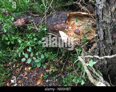 Météo Royaume-Uni- tempête Brian Herefordshire- Titley Herefordshire samedi 21st octobre 2017 de forts vents ont entraîné la descente d'un grand mélèze dans l'ouest rural de Herefordshire. L'arbre de 70ft s'est accroché à 6 pieds de sa base Banque D'Images