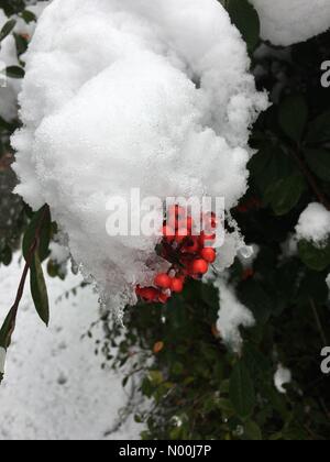 L'Essex, Royaume-Uni. Déc 10, 2017. Fruits Rouges et glace à la suite des récentes chutes de neige dans l'Essex, UK/StockimoNews anakinscattykin : Crédit/Alamy Live News Crédit : anakinscattykin StockimoNews //Alamy Live News Banque D'Images