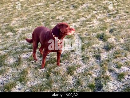 Samedi, 16 décembre 2017 Météo.UK. Un chien labrador chocolat froid sur un champ givré ce matin à Stockton on Tees,UK David Dixon/ Alamy Live News Banque D'Images