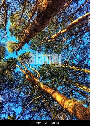 Waukesha, WI USA, 19 mars 2018, la plupart de la neige a fondu et le soleil brillait sur les sentiers du Centre Nature Retzer, dans le sud-est du Wisconsin/DianaJ StockimoNews/Alamy Crédit : Diana J./StockimoNews/Alamy Live News Banque D'Images