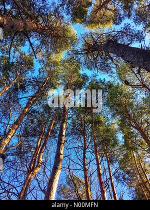 Waukesha, WI USA, 19 mars 2018, la plupart de la neige a fondu et le soleil brillait sur les sentiers du Centre Nature Retzer, dans le sud-est du Wisconsin/DianaJ StockimoNews/Alamy Crédit : Diana J./StockimoNews/Alamy Live News Banque D'Images