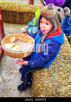 Célébration de Pâques fermier élégant, Mukwonago, WI USA, 31 mars 2018, Piou Piou Célébration de Pâques à l'Élégant agriculteur permet aux enfants de voir de près avec de vrais poussins Crédit : Diana J./StockimoNews/Alamy Live News Banque D'Images