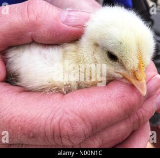 Célébration de Pâques fermier élégant, Mukwonago, WI USA, 31 mars 2018, femme au poussin de Pâques Piou Piou Célébration de Pâques à l'Élégant Farmer Crédit : Diana J./StockimoNews/Alamy Live News Banque D'Images