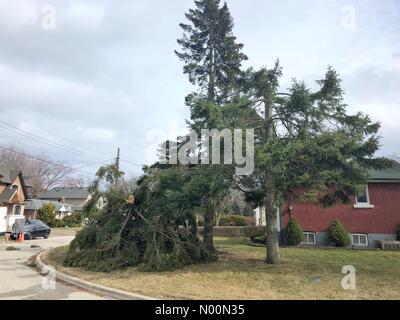 Mississauga, Ontario, Canada. 4 avril, 2018. Pine Tree cassé en deux. Des vents forts. Quartier résidentiel. Mississauga, Ontario, Canada Crédit : Matthieu Alsop/StockimoNews/Alamy Live News Banque D'Images