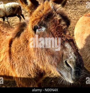 Journée de printemps ensoleillée au Zoo, Oconomowoc, WI USA, 6e avril 2018, grange animaux au zoo de Concord Oconomowoc savourer une journée ensoleillée,/DianaJ StockimoNews/Alamy Banque D'Images