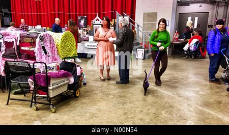 Waukesha, WI USA, 7e avril 2018, plusieurs chats montrant au Waukesha Co. Expo Center pour les chats du Wisconsin/StockimoNews DianaJ show CFA/Alamy Crédit : Diana J./StockimoNews/Alamy Live News Banque D'Images