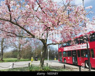 Londres, Royaume-Uni. 14 avr, 2018. Un bus de Londres rouge passe par un arbre en fleurs à Wimbledon Common le samedi 14 avril 2018, comme London bénéficie d'une journée chaude et ensoleillée après un chiffon humide et de Pâques. Credit : Katie Collins/StockimoNews/Alamy Live News Banque D'Images