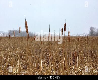 Tempête de printemps dans le Wisconsin, le 15 avril 2018, la neige et la glace de l'automne dans une tempête de neige printanière freak dans le Wisconsin, touchant la nature, maisons et/DianaJ StockimoNews/Alamy Banque D'Images