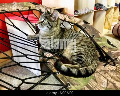 Cat Cafe se bat pour survivre, Madison, WI USA, 20 avril 2018, avec la construction d'affaires mal Monroe Street, Mad Cat Café exhortant le public à garder le chat haven vivant, DianaJ StockimoNews //Alamy Banque D'Images