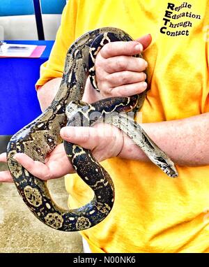 Milwaukee, USA. 28 avril 2018. Reptile CRTU Meet and Greet , 28 avril 2018, Milwaukee, WI USA, Reptile Éducation par contact sur place accueil à/StockimoNews DianaJ, Petco/Alamy Crédit : Diana J./StockimoNews/Alamy Live News Banque D'Images