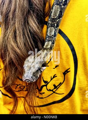 Milwaukee, USA. 28 avril 2018. Reptile CRTU Meet and Greet , 28 avril 2018, Milwaukee, WI USA, Reptile Éducation par contact sur place accueil à/StockimoNews DianaJ, Petco/Alamy Crédit : Diana J./StockimoNews/Alamy Live News Banque D'Images