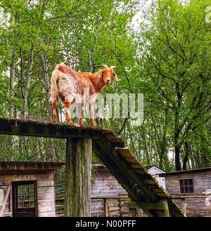 Météo Wisconsin : Après les pluies de printemps, les animaux et les fleurs s'épanouissent, 14 mai 2018, le sud-est de WI, USA, animaux de ferme brave la boue comme les fleurs fleurissent, DianaJ StockimoNews/Alamy/crédit : Diana J./StockimoNews/Alamy Live News Banque D'Images