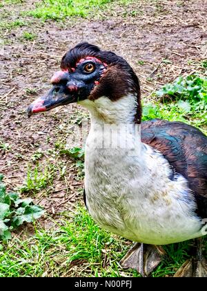 Météo Wisconsin : Après les pluies de printemps, les animaux et les fleurs s'épanouissent, 14 mai 2018, le sud-est de WI, USA, animaux de ferme brave la boue comme les fleurs fleurissent, DianaJ StockimoNews/Alamy/crédit : Diana J./StockimoNews/Alamy Live News Banque D'Images